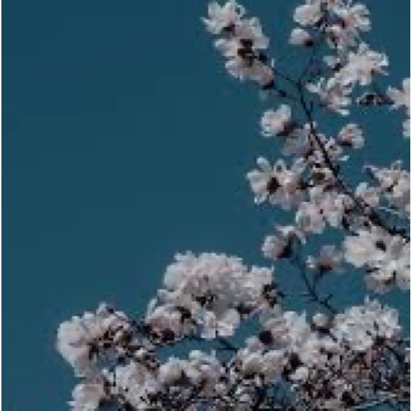 Meet your Posher, Chloe - Picture 1 of 1